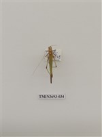 藏品(直翅目(1))的圖片